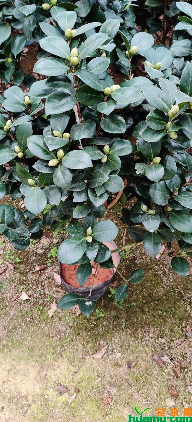 茶花苗 茶花苗