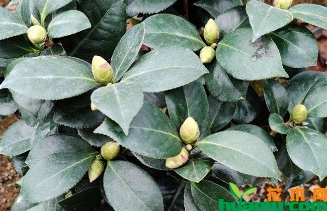 茶花苗 茶花苗