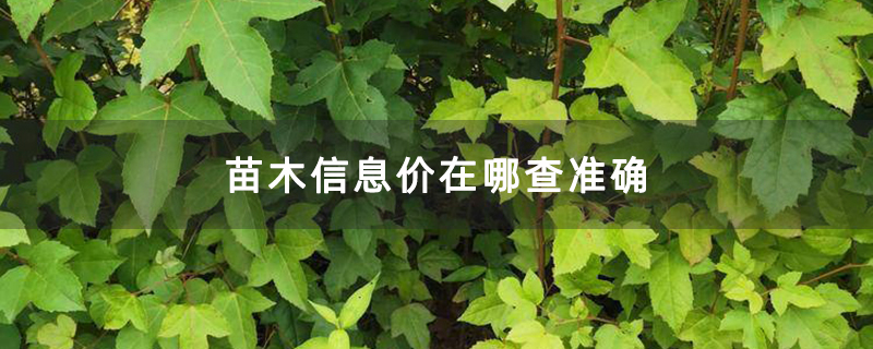 红枫小苗