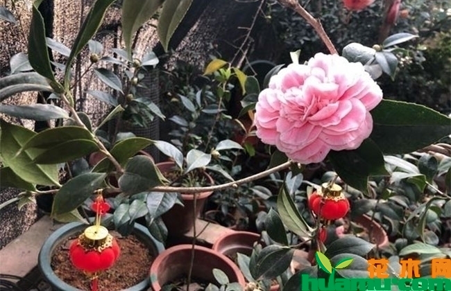 茶花 茶花