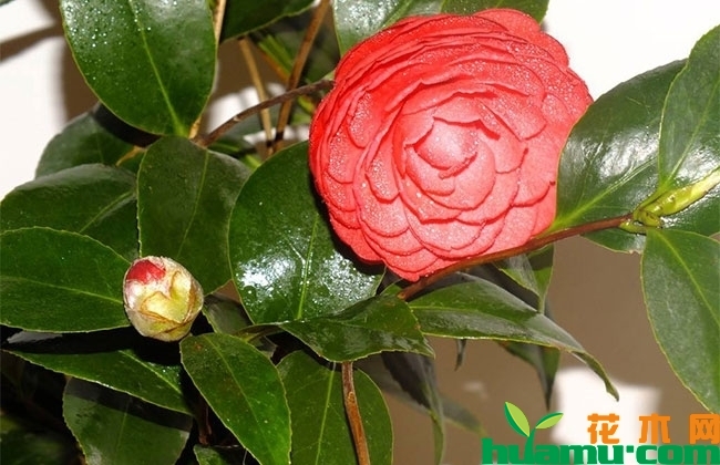 茶花多少钱一棵?茶花养殖方法和注意事项