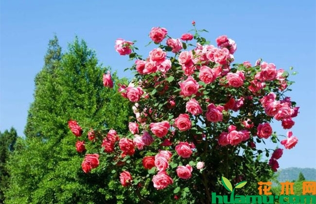 茶花 茶花