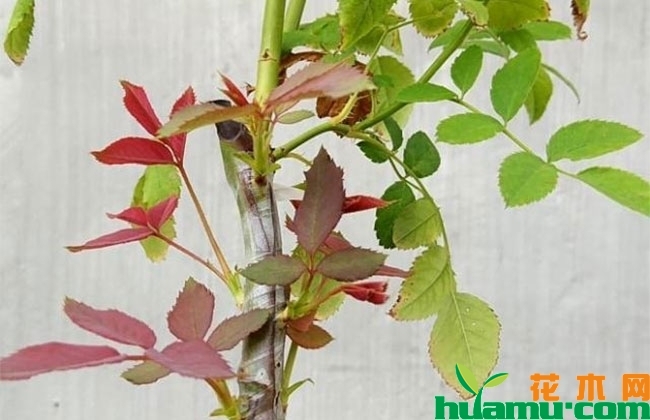 茶花 茶花