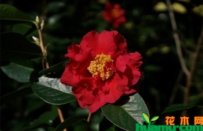 茶花 茶花
