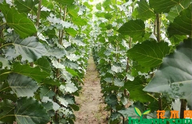 杨树苗批发价格多少钱一棵?杨树苗种植技术分享