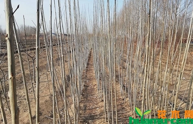 杨树苗 杨树苗