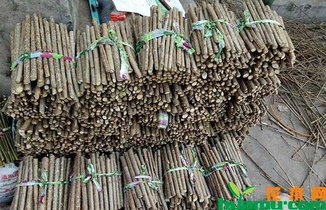 杨树苗 杨树苗