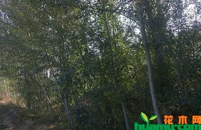 杨树 杨树