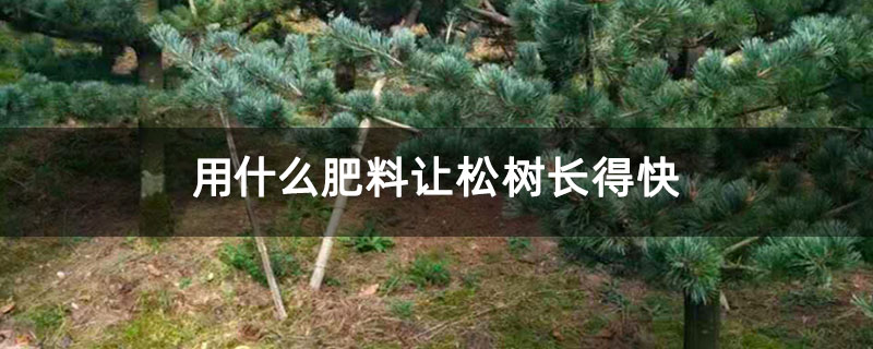 用什么肥料让松树长得快 用什么肥料让松树长得快