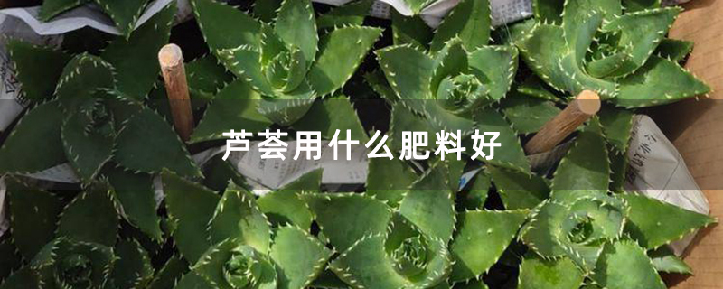 芦荟用什么肥料好