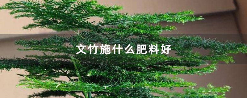 文竹施什么肥料好