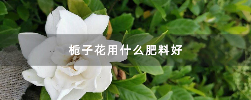 栀子花用什么肥料好