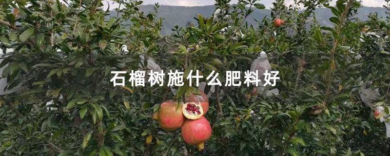 石榴树施什么肥料好