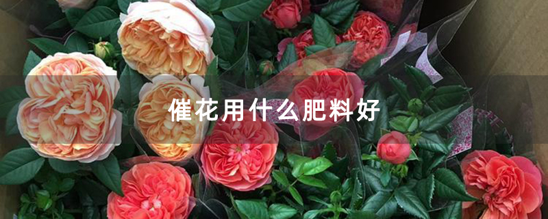 催花用什么肥料好