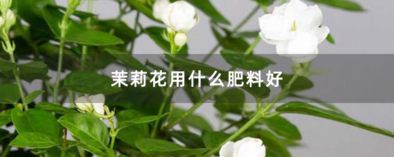 茉莉花用什么肥料好