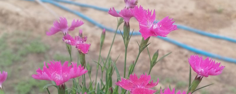 石竹种植基地实拍图