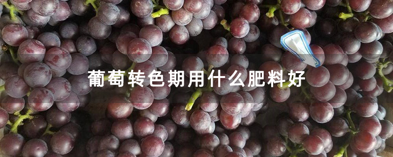 葡萄转色期用什么肥料好