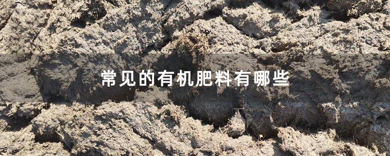 常见的有机肥料有哪些