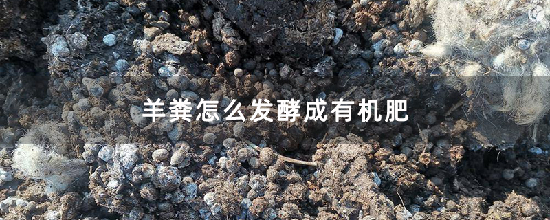 羊粪怎么发酵成有机肥