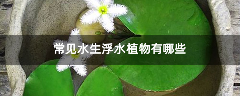 常见水生浮水植物有哪些