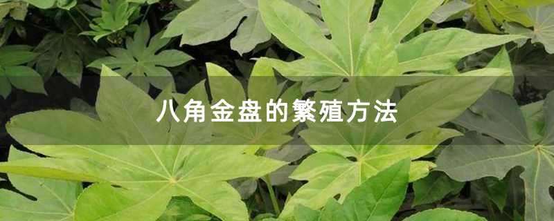 八角金盘的繁殖方法