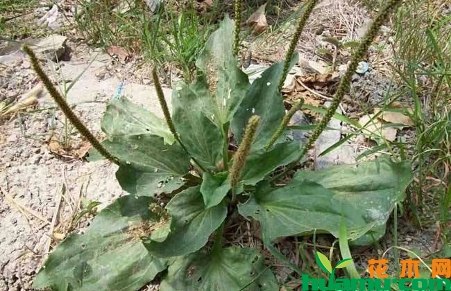 车前草种植前景分析 车前草种植前景分析