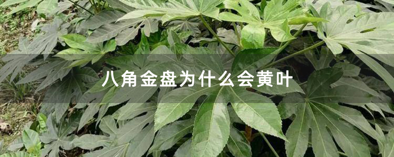 八角金盘为什么会黄叶