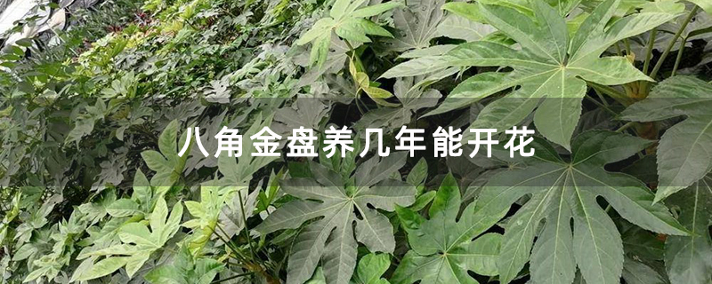 八角金盘养几年能开花