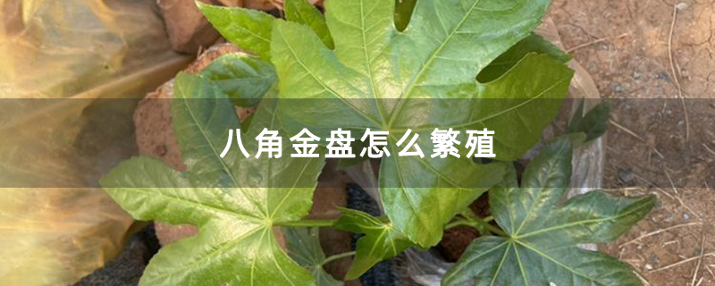 八角金盘怎么繁殖