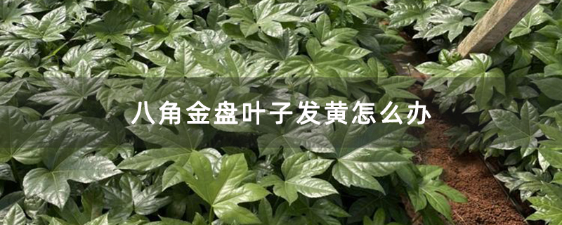 八角金盘叶子发黄怎么办