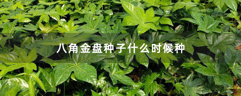 八角金盘种子什么时候种