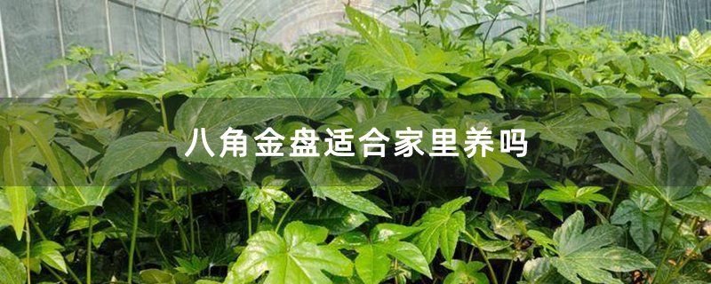 八角金盘适合家里养吗