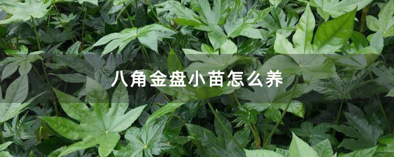 八角金盘小苗怎么养