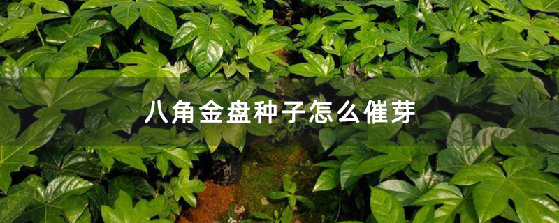 八角金盘种子怎么催芽
