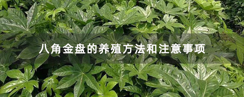 八角金盘的养殖方法和注意事项