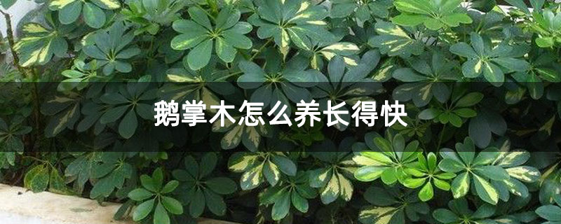鹅掌木怎么养长得快