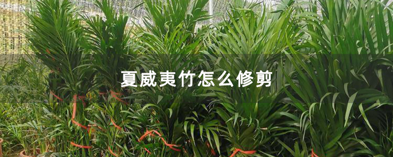 夏威夷竹怎么修剪