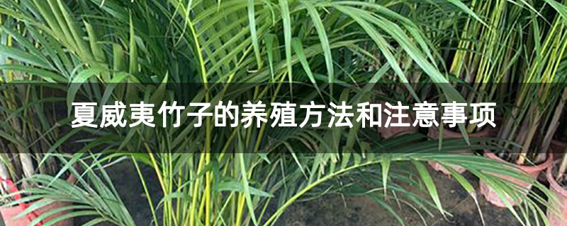 夏威夷竹子的养殖方法和注意事项