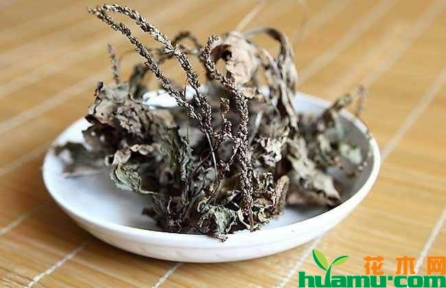 车前草种植前景分析 车前草种植前景分析