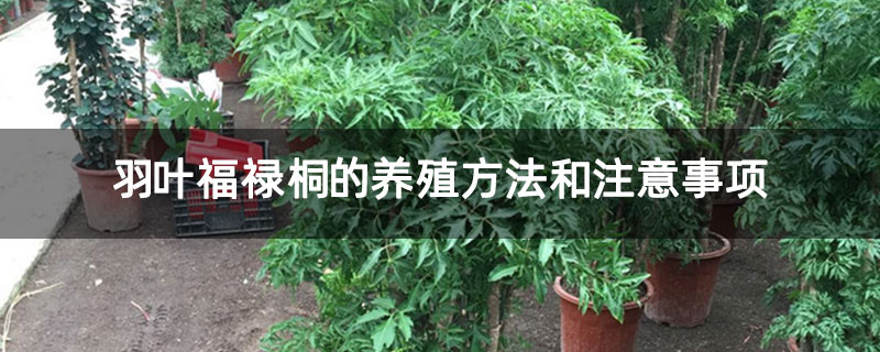 羽叶福禄桐的养殖方法和注意事项