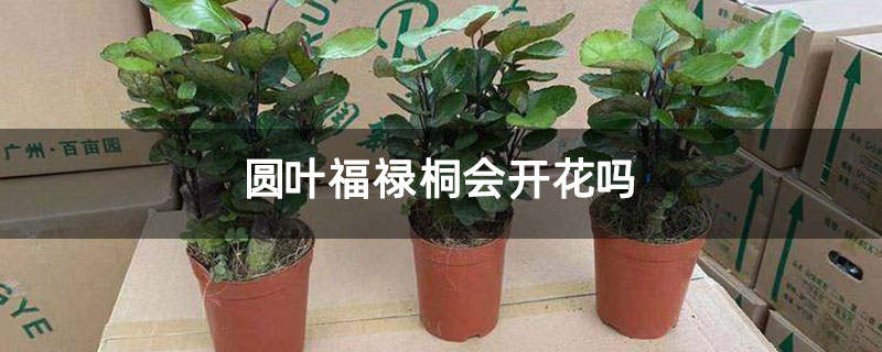 圆叶福禄桐会开花吗