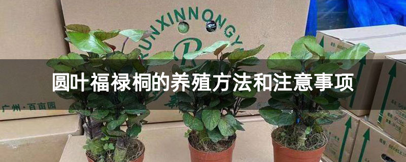 圆叶福禄桐的养殖方法和注意事项