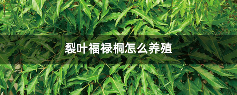 裂叶福禄桐怎么养殖