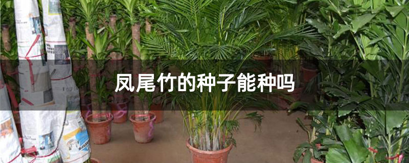 凤尾竹的种子能种吗