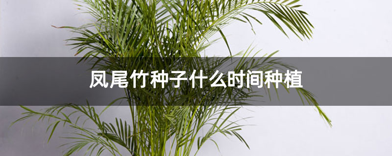 凤尾竹种子什么时间种植
