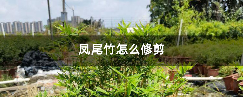 凤尾竹怎么修剪