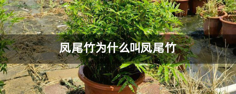 凤尾竹为什么叫凤尾竹