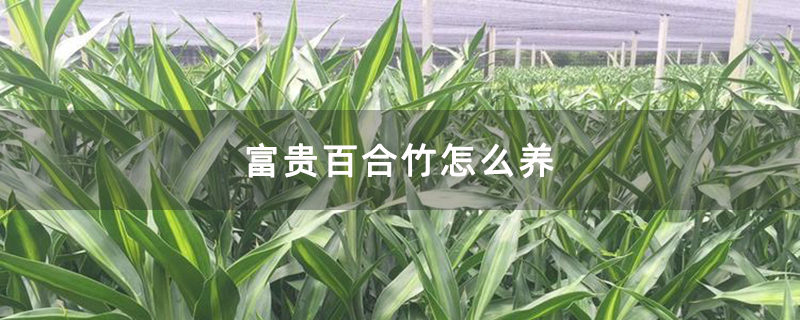 富贵百合竹怎么养
