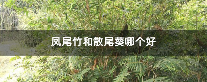 凤尾竹和散尾葵哪个好