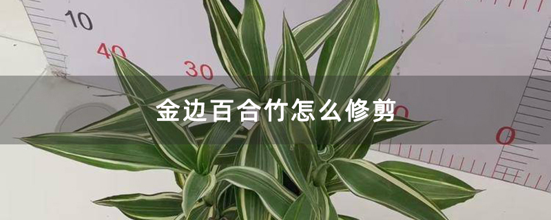 金边百合竹怎么修剪